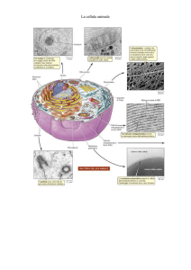 La cellula animale - IHMC Public Cmaps (3)