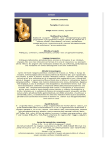 Ginger - Farmacia S. Antonio – Brescia
