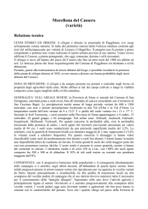 Morellona del Cassero (varietà) Relazione tecnica CENNI STORICI