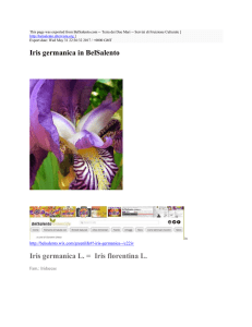 Iris germanica in BelSalento - BelSalento.com