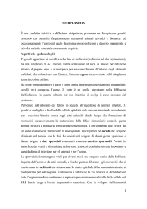 Toxoplasmosi - AILMI onlus Associazione Italiana per la Lotta contro