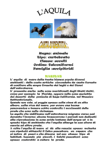 Regno: animale Tipo: vertebrato Classe: uccelli Ordine: falconiformi