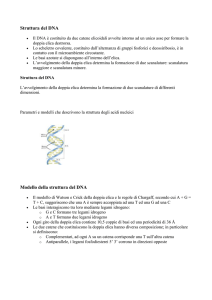 Struttura del DNA - IHMC Public Cmaps (3)