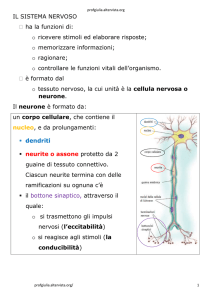 4 il sistema nervoso - ilsistema endocrino - profgiulia