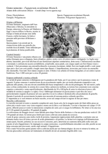 Grano saraceno - Fagopyrum esculentum Moench