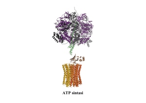 ATP - DiSTABiF