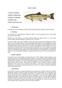 TROTA FARIO - Ufficio Pesca della Provincia di Grosseto