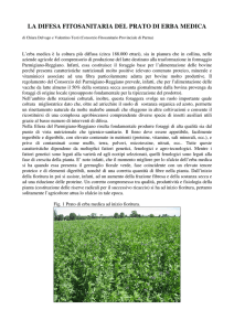 la difesa fitosanitaria del prato di erba medica