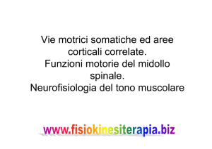 Neurofisiologia del tono muscolare