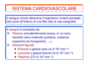 MC-11-sistema cardiovascolare