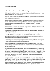 Le Lesioni Muscolari - Rottweiler Club Italia