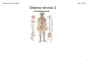 Sistema nervoso_2.notebook
