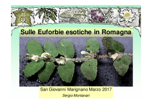 Euforbie esotiche in Romagna