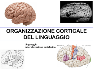 Organizzazione corticale del linguaggio