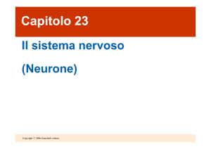 S_Nervoso_Neurone II