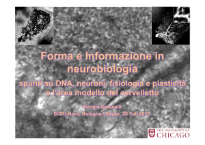 Forma e Informazione Informazione in neurobiologia