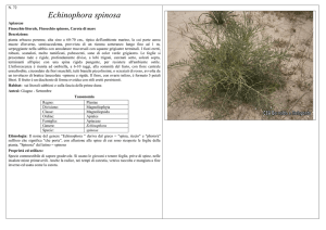Echinophora spinosa - CEA Bernalda e Metaponto