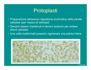 Protoplasti