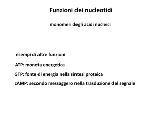 lezione 04_nucleotidi_metabolismo2016