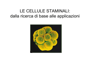 Cellule staminali embrionali 09