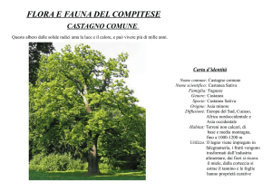 Castagno - Camellietum Compitese