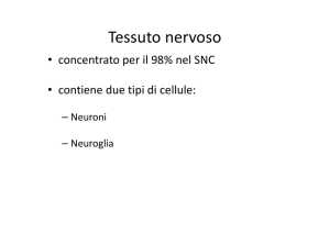 Tessuto nervoso