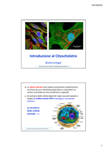 Diapositive dell`introduzione al citoscheletro