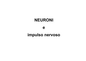 NEURONI e impulso nervoso
