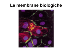 d. Le membrane biologiche (4)