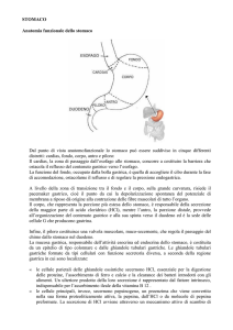 Tumori dello stomaco - Istituto Oncologico Veneto