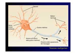 Neurone multipolare