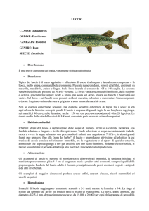LUCCIO CLASSE - Ufficio Pesca della Provincia di Grosseto