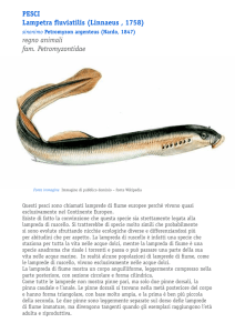 Pesci Lampetra fluviatilis (Linnaeus , 1758) regno animali fam