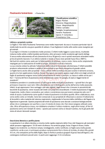 Paulownia - OldPassionPlant Coltivazione piante di peperoncino