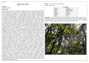 Quercus ilex - CEA Bernalda e Metaponto