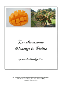 coltivazione del mango in Sicilia