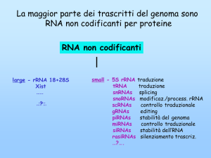RNA non codificanti La maggior parte dei trascritti del genoma sono