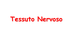 Lezione 21-Tessuto_Nervoso 2015