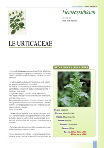 Homoeopathicum - Le Urticaceae