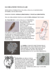organismi unicellulari - Istituto Comprensivo Lari