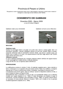 censimento dei gabbiani - Regione Marche