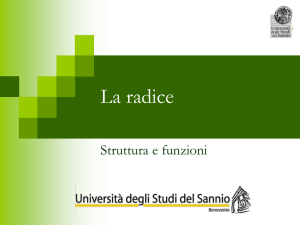 La radice - dst.unisannio.it