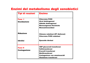 Enzimi del metabolismo degli xenobiotici