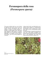 Peronospora della rosa (Peronospora sparsa)