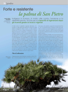 la palma di San Pietro - Agricoltura Regione Emilia