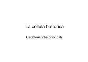 La cellula batterica