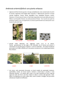 Ambrosia artemisiifolia:è una pianta erbacea