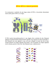 Appunti DNA, RNA e proteine