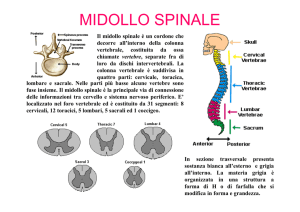 Midollo spinale