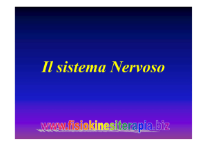 Il sistema Nervoso - Fisiokinesiterapia